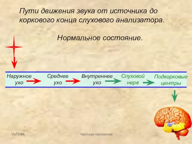 Пути движения звука от источника до коркового конца слухового анализатора. Нормальное состояние.