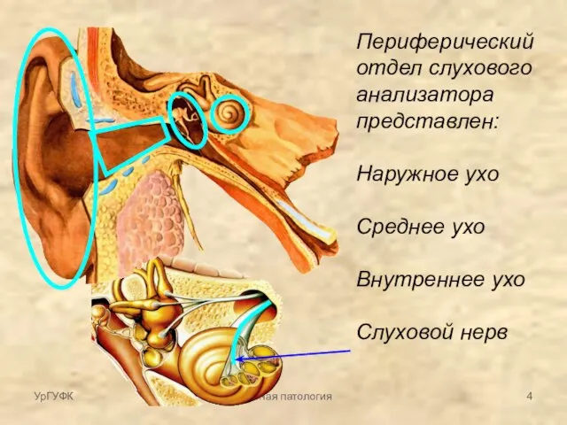 Частная патология Периферический отдел слухового анализатора представлен: Наружное ухо Среднее ухо Внутреннее ухо Слуховой нерв УрГУФК