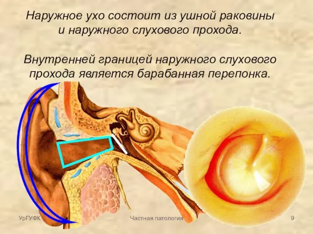 Наружное ухо состоит из ушной раковины и наружного слухового прохода. Внутренней границей