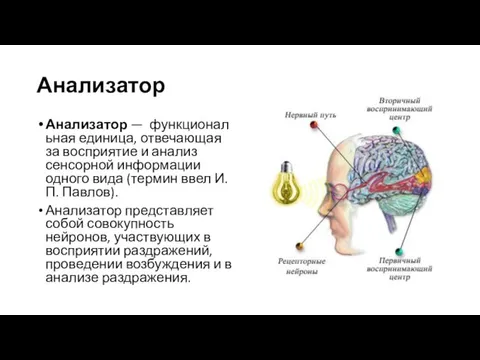 Анализатор Анализатор — функциональная единица, отвечающая за восприятие и анализ сенсорной информации