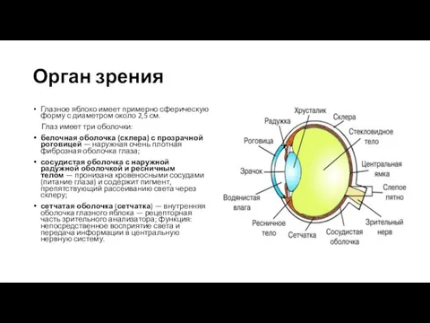 Орган зрения Глазное яблоко имеет примерно сферическую форму с диаметром около 2,5