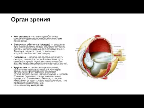 Орган зрения Конъюктива — слизистая оболочка, соединяющая глазное яблоко с кожным покровами.