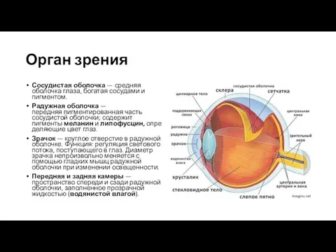 Орган зрения Сосудистая оболочка — средняя оболочка глаза, богатая сосудами и пигментом.