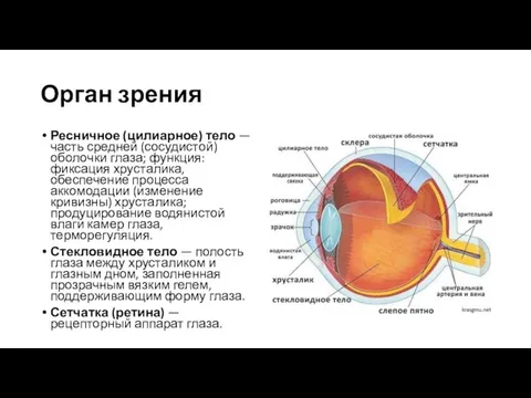 Орган зрения Ресничное (цилиарное) тело — часть средней (сосудистой) оболочки глаза; функция: