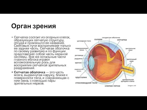 Орган зрения Сетчатка состоит из опорных клеток, образующих сетчатую структуру, откуда и