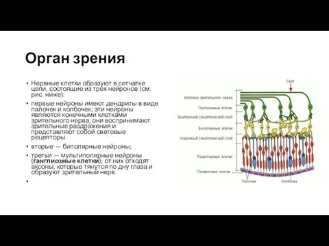 Орган зрения Нервные клетки образуют в сетчатке цепи, состоящие из трех нейронов