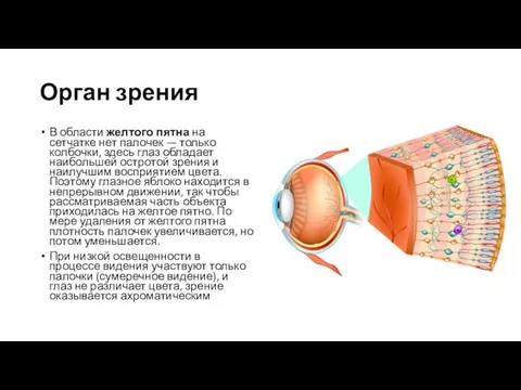 Орган зрения В области желтого пятна на сетчатке нет палочек — только