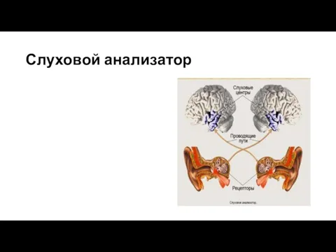 Слуховой анализатор