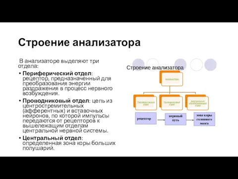 Строение анализатора В анализаторе выделяют три отдела: Периферический отдел: рецептор, предназначенный для