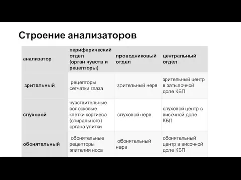 Строение анализаторов