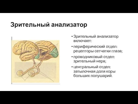 Зрительный анализатор Зрительный анализатор включает: периферический отдел: рецепторы сетчатки глаза; проводниковый отдел: