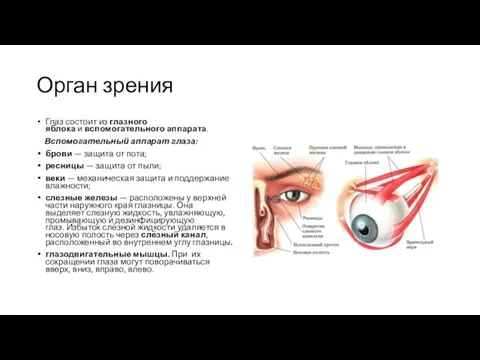 Орган зрения Глаз состоит из глазного яблока и вспомогательного аппарата. Вспомогательный аппарат