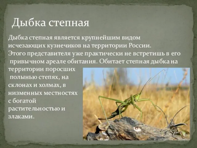 Дыбка степная Дыбка степная является крупнейшим видом исчезающих кузнечиков на территории России.