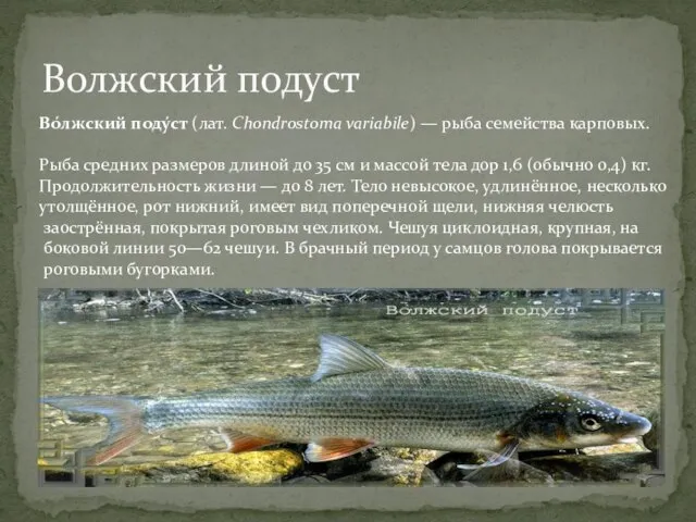 Волжский подуст Во́лжский поду́ст (лат. Chondrostoma variabile) — рыба семейства карповых. Рыба