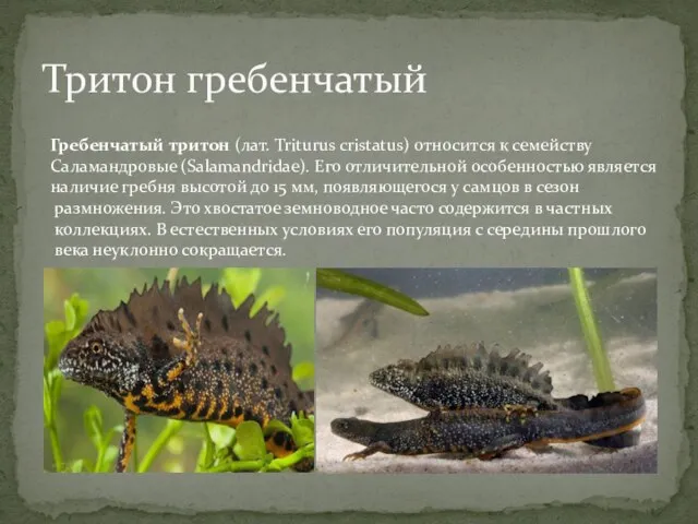 Тритон гребенчатый Гребенчатый тритон (лат. Triturus cristatus) относится к семейству Саламандровые (Salamandridae).