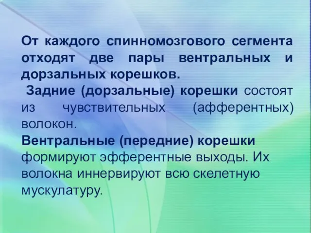 От каждого спинномозгового сегмента отходят две пары вентральных и дорзальных корешков. Задние