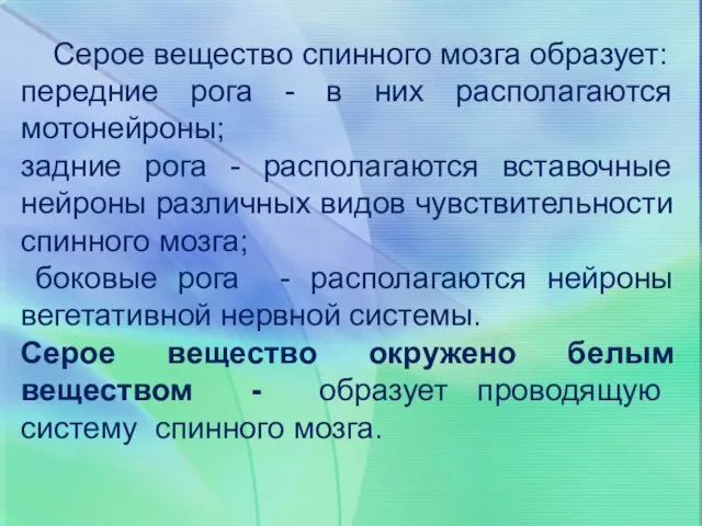 Серое вещество спинного мозга образует: передние рога - в них располагаются мотонейроны;