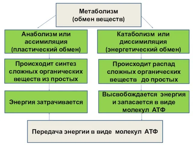 Метаболизм (обмен веществ) Анаболизм или ассимиляция (пластический обмен) Катаболизм или диссимиляция (энергетический