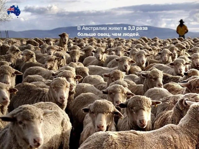 В Австралии живет в 3,3 раза больше овец, чем людей.