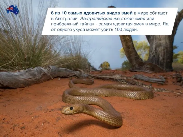 6 из 10 самых ядовитых видов змей в мире обитают в Австралии.
