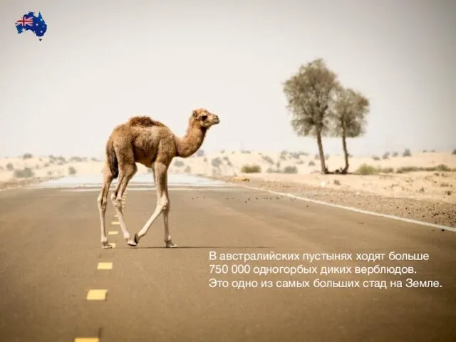 В австралийских пустынях ходят больше 750 000 одногорбых диких верблюдов. Это одно