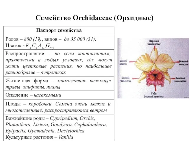 Семейство Orchidaceae (Орхидные)