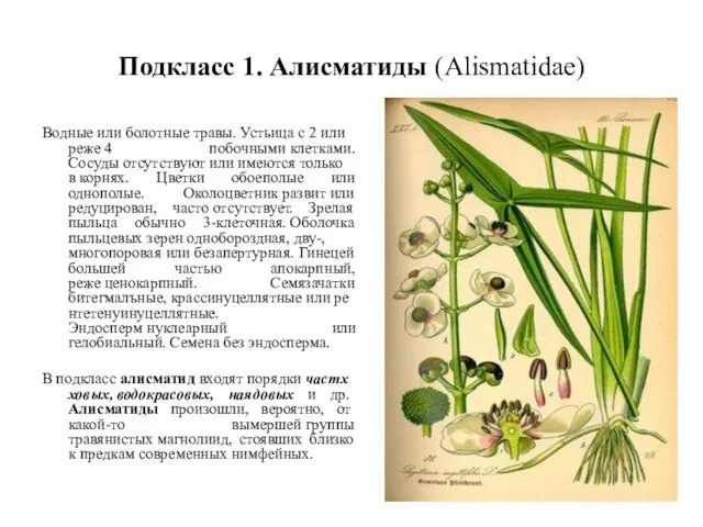 Подкласс 1. Алисматиды (Alismatidae) Водные или болотные травы. Устьица с 2 или