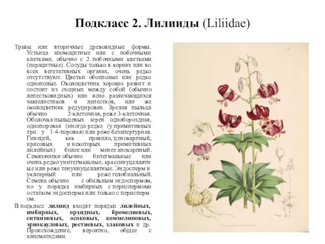 Подкласс 2. Лилииды (Liliidae) Травы или вторичные древовидные формы. Устьица апомоцитные или