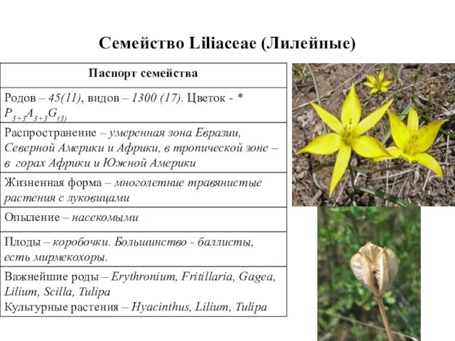 Семейство Liliaceae (Лилейные)