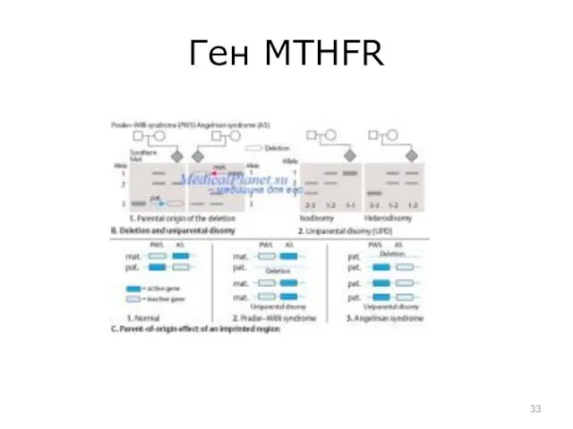 Ген MTHFR