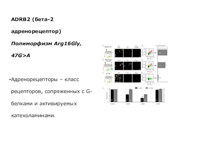 ADRB2 (бета-2 адренорецептор) Полиморфизм Arg16Gly, 47G>A Адренорецепторы – класс рецепторов, сопряженных с G-белками и активируемых катехоламинами.