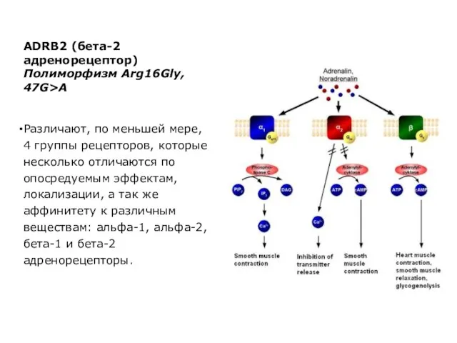 ADRB2 (бета-2 адренорецептор) Полиморфизм Arg16Gly, 47G>A Различают, по меньшей мере, 4 группы