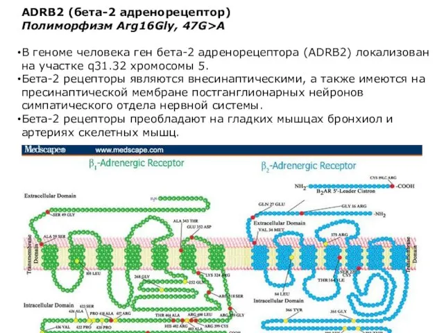 ADRB2 (бета-2 адренорецептор) Полиморфизм Arg16Gly, 47G>A В геноме человека ген бета-2 адренорецептора