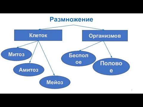 Размножение Клеток Организмов Митоз Амитоз Мейоз Бесполое Половое