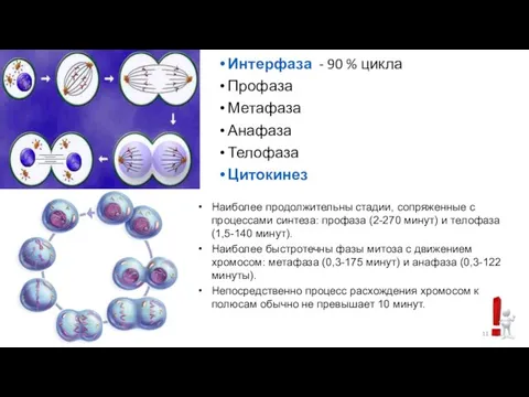 Интерфаза - 90 % цикла Профаза Метафаза Анафаза Телофаза Цитокинез Наиболее продолжительны