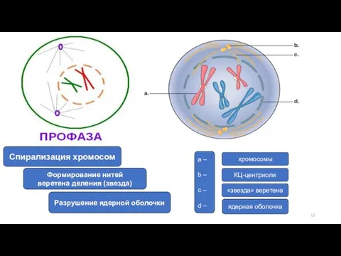 Спирализация хромосом Формирование нитей веретена деления (звезда) Разрушение ядерной оболочки a –