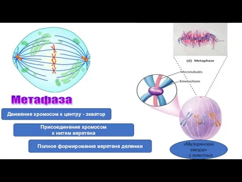 Метафаза Движение хромосом к центру - экватор Присоединение хромосом к нитям веретена