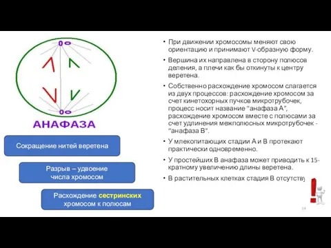 При движении хромосомы меняют свою ориентацию и принимают V-образную форму. Вершина их