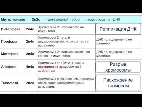 Репликация ДНК Разрыв хромосомы Расхождение хромосом