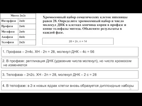 Хромосомный набор соматических клеток пшеницы равен 28. Определите хромосомный набор и число