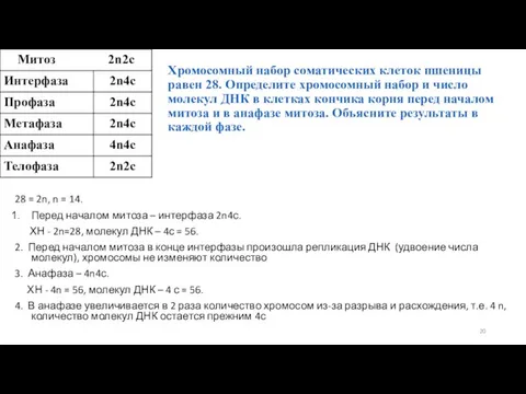 Хромосомный набор соматических клеток пшеницы равен 28. Определите хромосомный набор и число