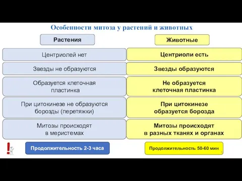 Особенности митоза у растений и животных Растения Животные Центриолей нет Звезды не