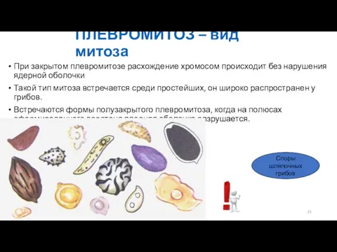 ПЛЕВРОМИТОЗ – вид митоза При закрытом плевромитозе расхождение хромосом происходит без нарушения