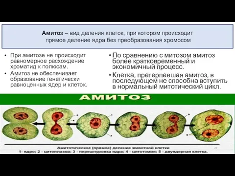 По сравнению с митозом амитоз более кратковременный и экономичный процесс. Клетка, претерпевшая