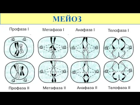 МЕЙОЗ Профаза I Метафаза I Анафаза I Телофаза I