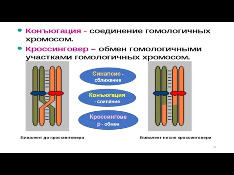 Синапсис - сближение Конъюгация - слипание Кроссинговер - обмен