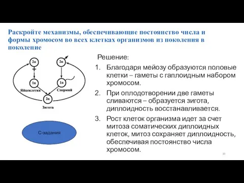 Раскройте механизмы, обеспечивающие постоянство числа и формы хромосом во всех клетках организмов