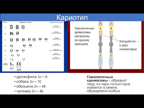 дрозофила 2n = 8 собака 2n = 70 обезьяна 2n = 48