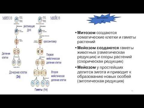 Митозом создаются соматические клетки и гаметы растений Мейозом создаются гаметы животных (гаметическая