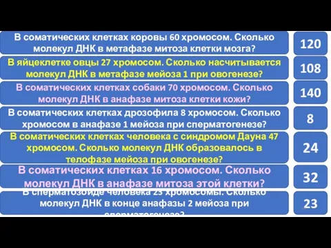 В соматических клетках коровы 60 хромосом. Сколько молекул ДНК в метафазе митоза